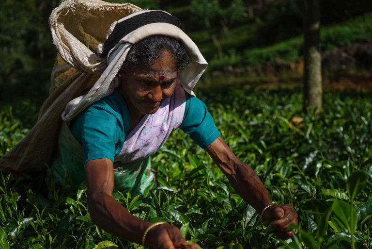 Tea worker