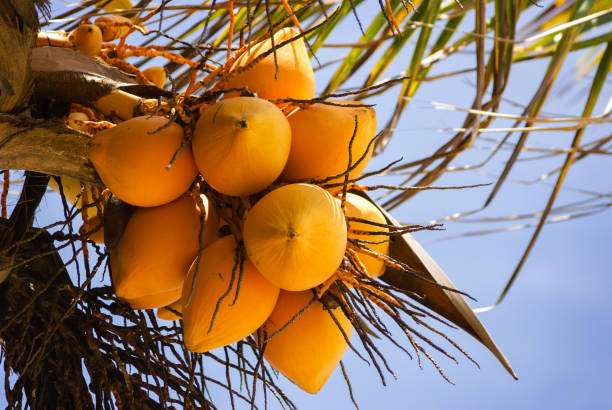 Tree with ripe orange king coconuts